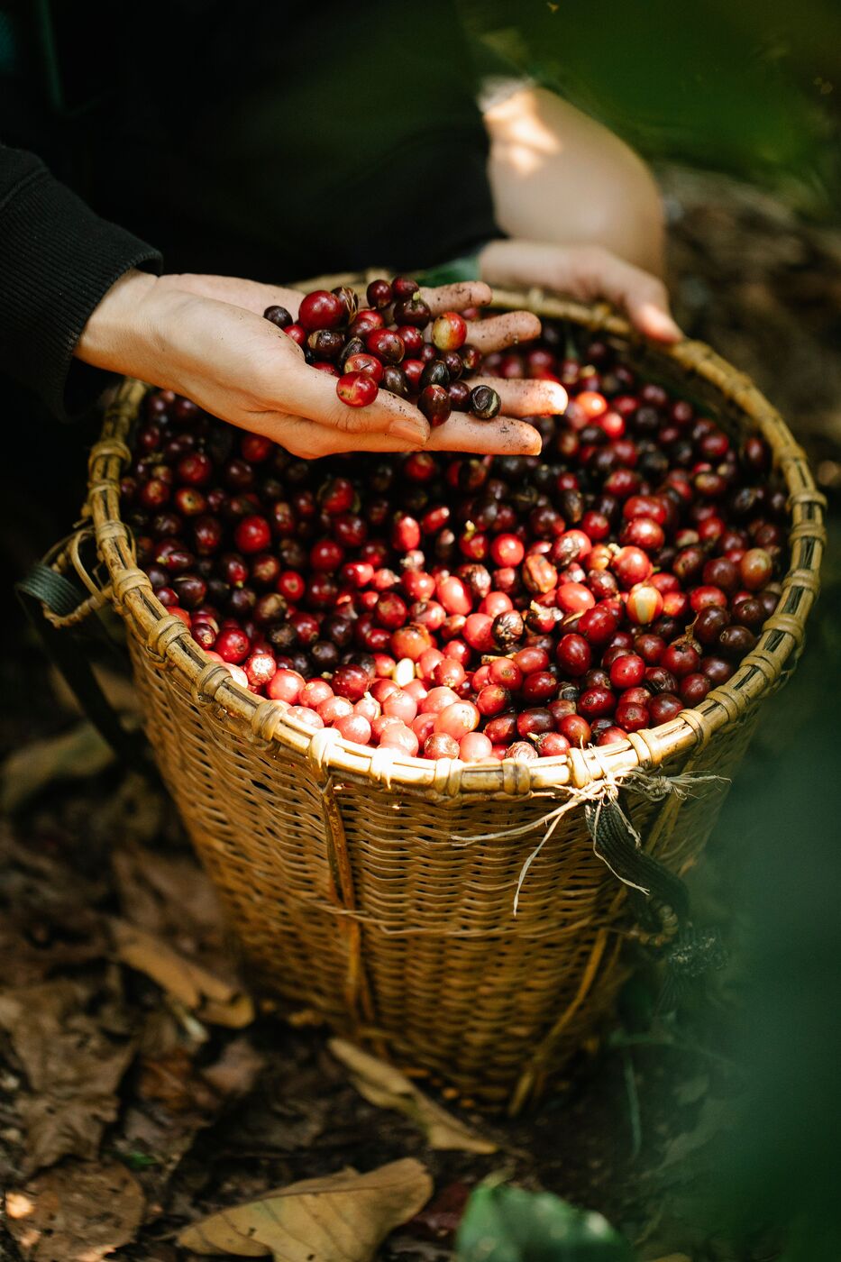 Ripe cherries dried whole
